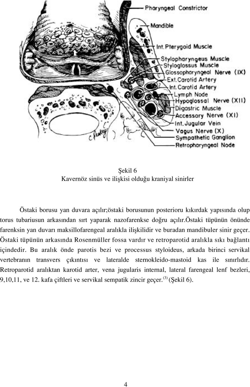 Östaki tüpünün arkas nda Rosenmüller fossa vard r ve retroparotid aral kla s k ba lant içindedir.