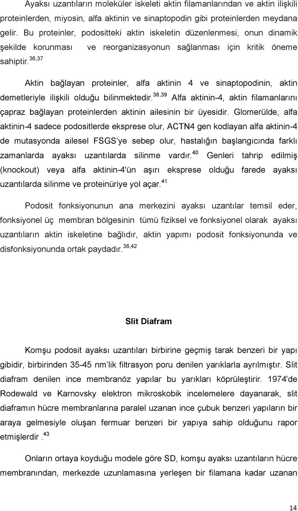 36,37 Aktin bağlayan proteinler, alfa aktinin 4 ve sinaptopodinin, aktin demetleriyle ilişkili olduğu bilinmektedir.