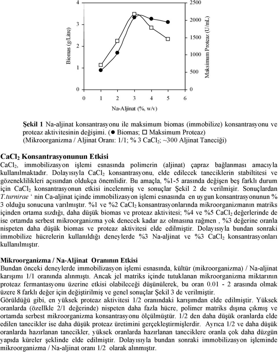 ( Biomas; Maksimum Proteaz) (Mikroorganizma / Aljinat Oranı: 1/1; % 3 CaCl 2 ; ~3 Aljinat Taneciği) CaCl 2 Konsantrasyonunun Etkisi CaCl 2, immobilizasyon işlemi esnasında polimerin (aljinat) çapraz