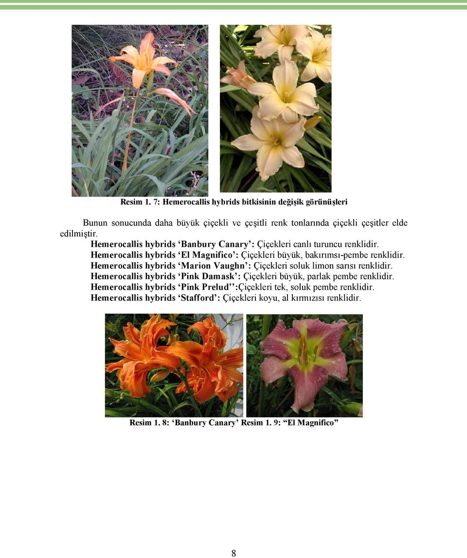 Hemerocallis hybrids Marion Vaughn : Çiçekleri soluk limon sarısı renklidir. Hemerocallis hybrids Pink Damask : Çiçekleri büyük, parlak pembe renklidir.