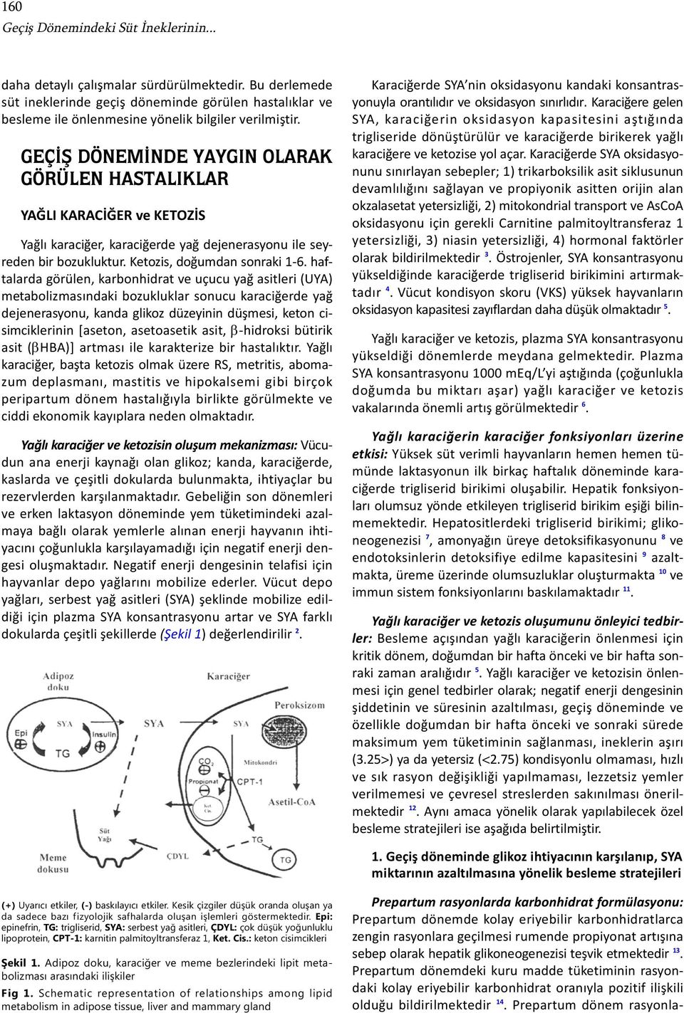 GEÇİŞ DÖNEMİNDE YAYGIN OLARAK GÖRÜLEN HASTALIKLAR YAĞLI KARACİĞER ve KETOZİS Yağlı karaciğer, karaciğerde yağ dejenerasyonu ile seyreden bir bozukluktur. Ketozis, doğumdan sonraki 1-6.