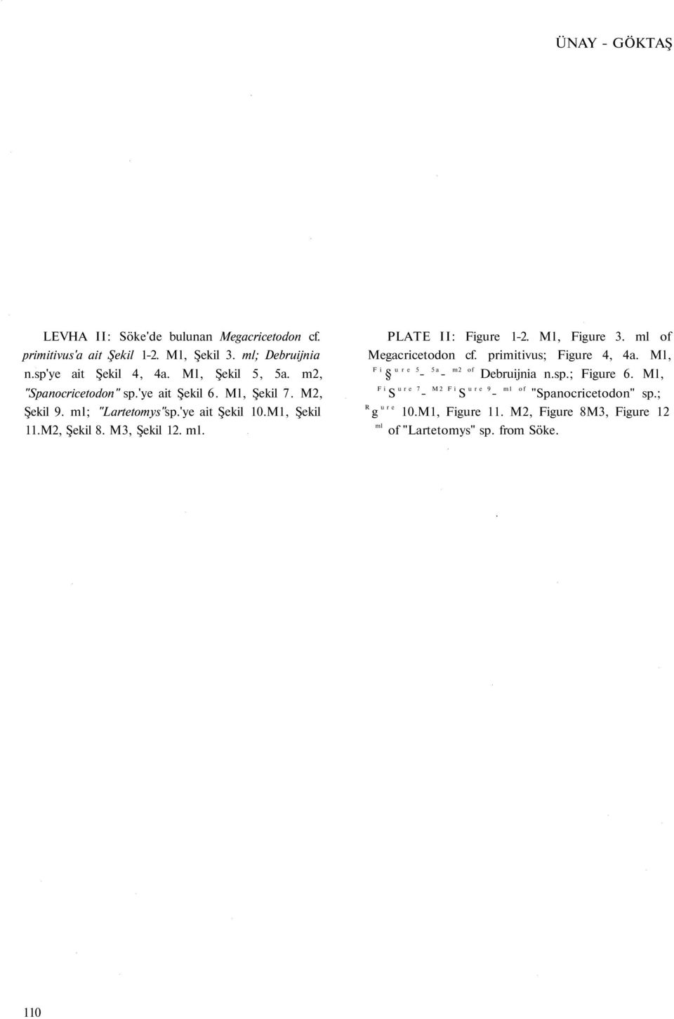 M3, Şekil 12. ml. PLATE II: Figure 1-2. Ml, Figure 3. ml of Megacricetodon cf. primitivus; Figure 4, 4a. Ml, F i u r e 5-5a - m2 of Debruijnia n.sp.