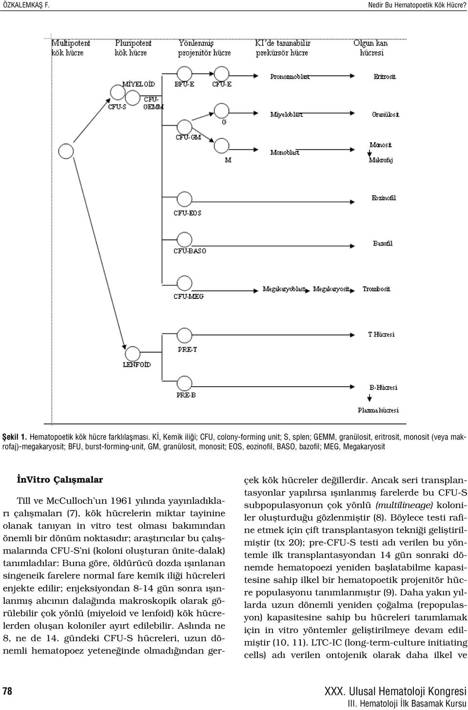 MEG, Megakaryosit nvitro Çal flmalar Till ve McCulloch un 1961 y l nda yay nlad klar çal flmalar (7), kök hücrelerin miktar tayinine olanak tan yan in vitro test olmas bak m ndan önemli bir dönüm