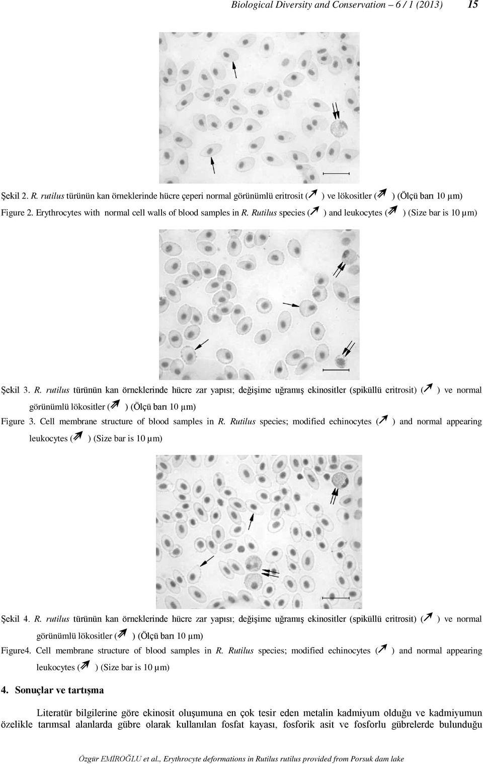 Rutilus species ( ) and leukocytes ( ) (Size bar is 10 µm) Şekil 3. R.