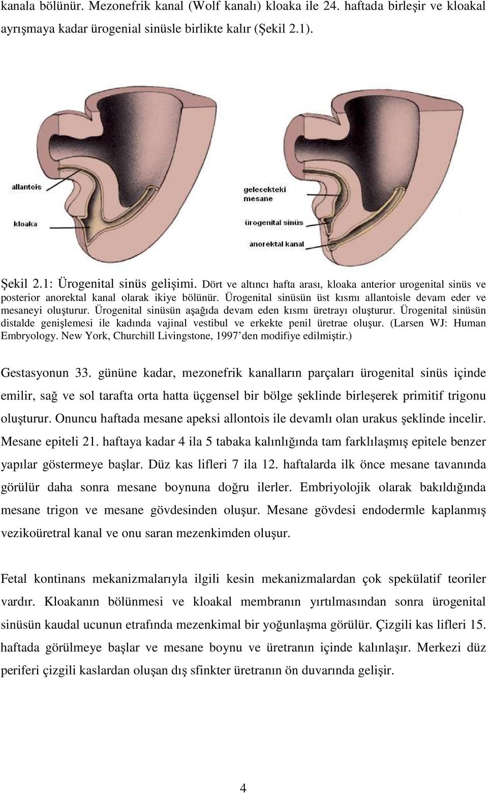 Ürogenital sinüsün aşağıda devam eden kısmı üretrayı oluşturur. Ürogenital sinüsün distalde genişlemesi ile kadında vajinal vestibul ve erkekte penil üretrae oluşur. (Larsen WJ: Human Embryology.