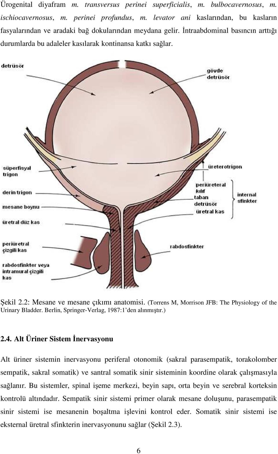 2: Mesane ve mesane çıkımı anatomisi. (Torrens M, Morrison JFB: The Physiology of the Urinary Bladder. Berlin, Springer-Verlag, 1987:1 den alınmıştır.) 2.4.