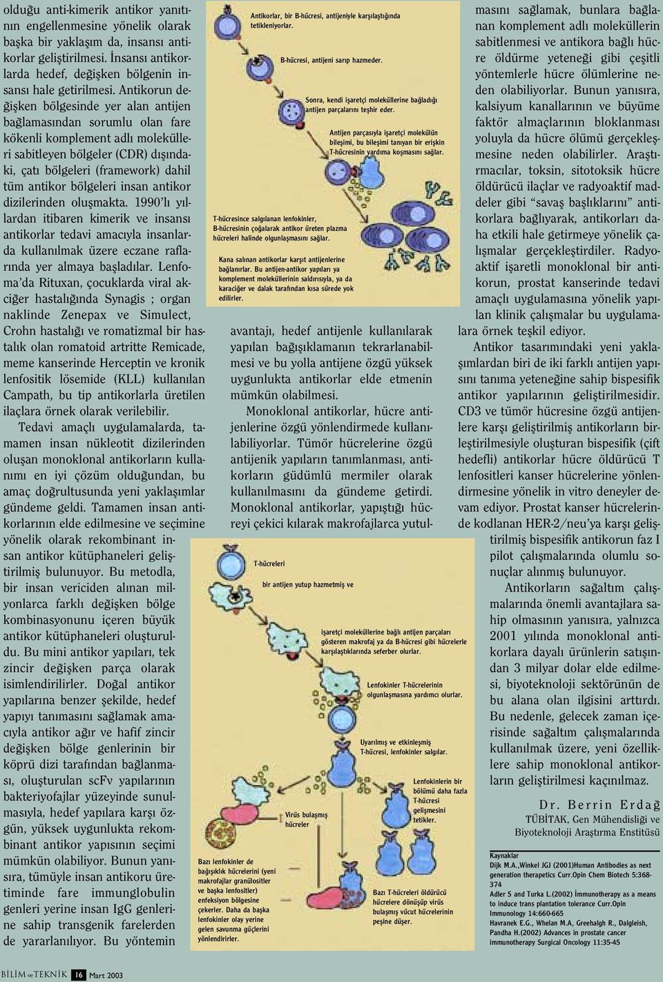 bölgeleri insan antikor dizilerinden oluflmakta. 1990 l y llardan itibaren kimerik ve insans antikorlar tedavi amac yla insanlarda kullan lmak üzere eczane raflar nda yer almaya bafllad lar.