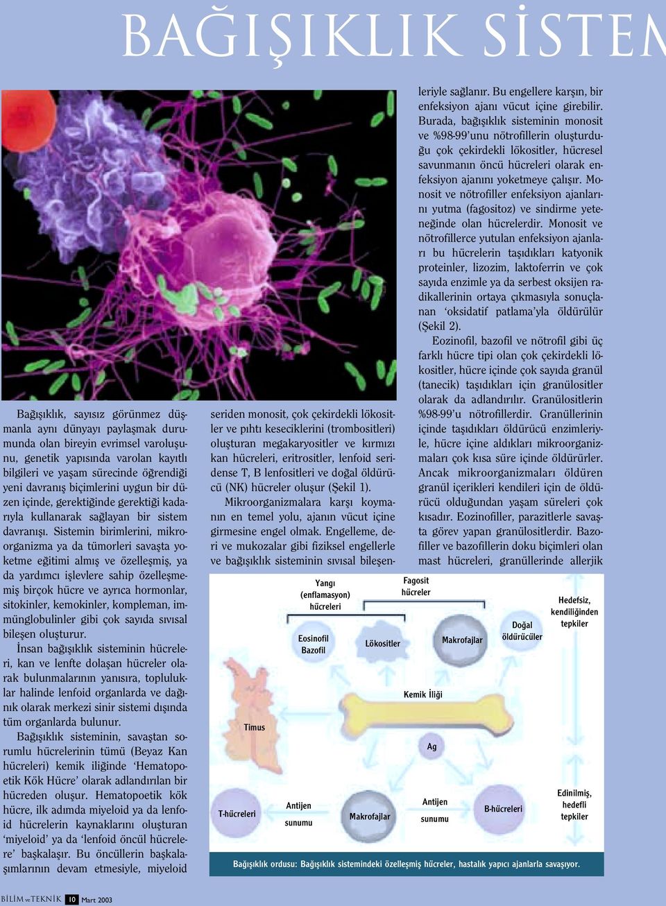 Sistemin birimlerini, mikroorganizma ya da tümorleri savaflta yoketme e itimi alm fl ve özelleflmifl, ya da yard mc ifllevlere sahip özelleflmemifl birçok hücre ve ayr ca hormonlar, sitokinler,