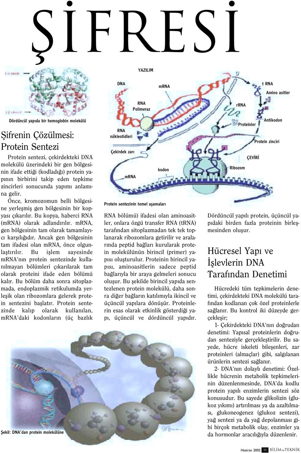 Bu kopya, haberci RNA (mrna) olarak adland r l r. mrna, gen bölgesinin tam olarak tamamlay - c karfl l d r. Ancak gen bölgesinin tam ifadesi olan mrna, önce olgunlaflt r l r.