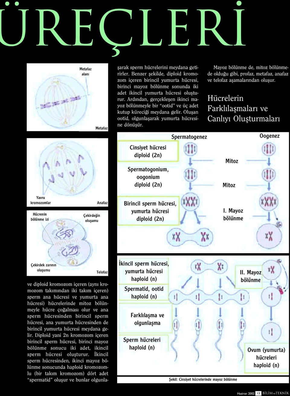 Diploid yani 2n kromozom içeren birincil sperm hücresi, birinci mayoz bölünme sonucu iki adet, ikincil sperm hücresi oluflturur.