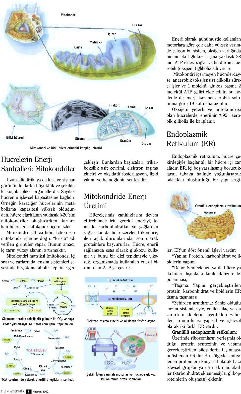 Mitokondri içermeyen hücrelerdeyse, anaerobik (oksijensiz) glikoliz süreci ifller ve 1 molekül glukoz bafl na 2 molekül ATP geliri elde edilir, bu nedenle de enerji kazanc aerobik solunuma göre 19