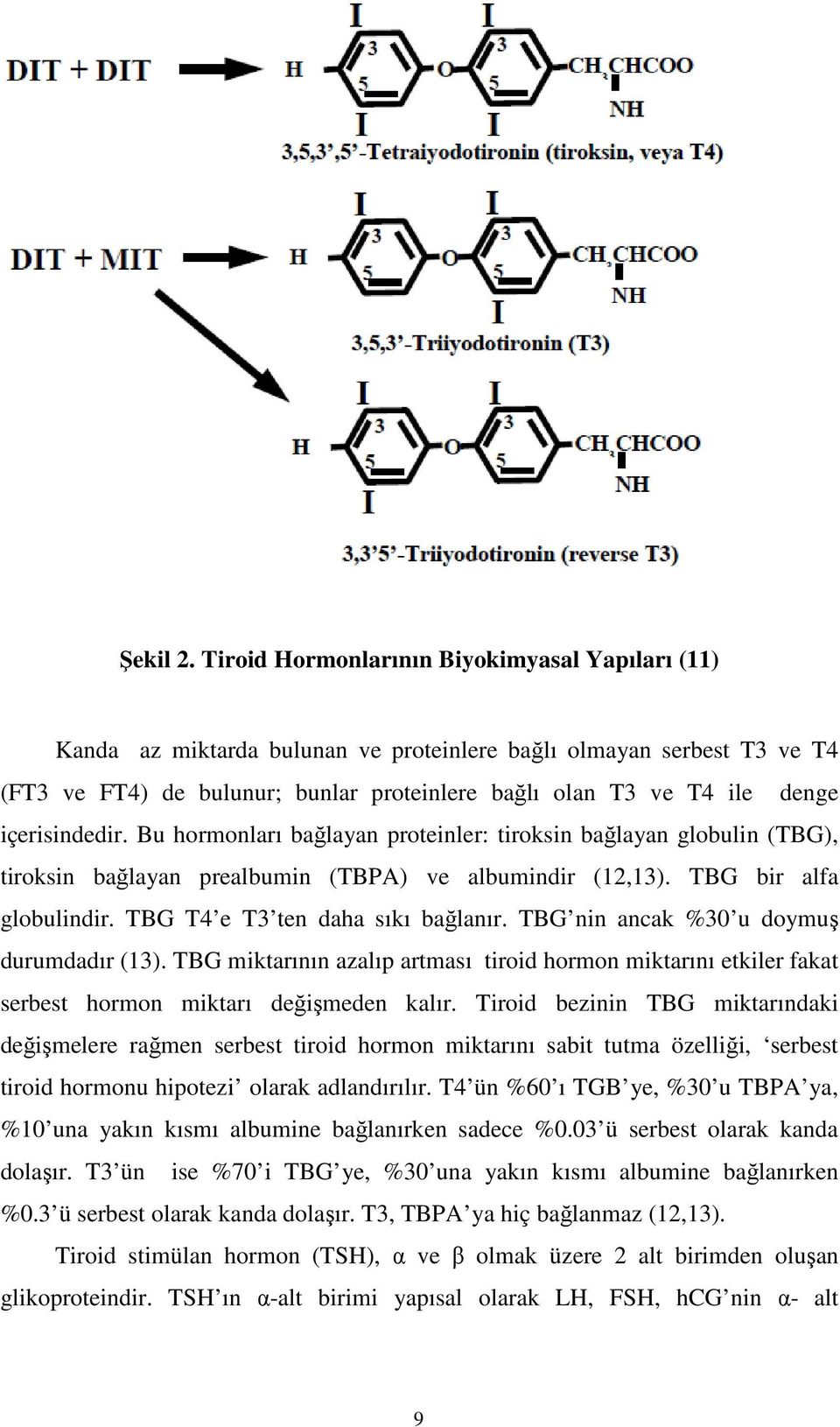 içerisindedir. Bu hormonları bağlayan proteinler: tiroksin bağlayan globulin (TBG), tiroksin bağlayan prealbumin (TBPA) ve albumindir (12,13). TBG bir alfa globulindir.