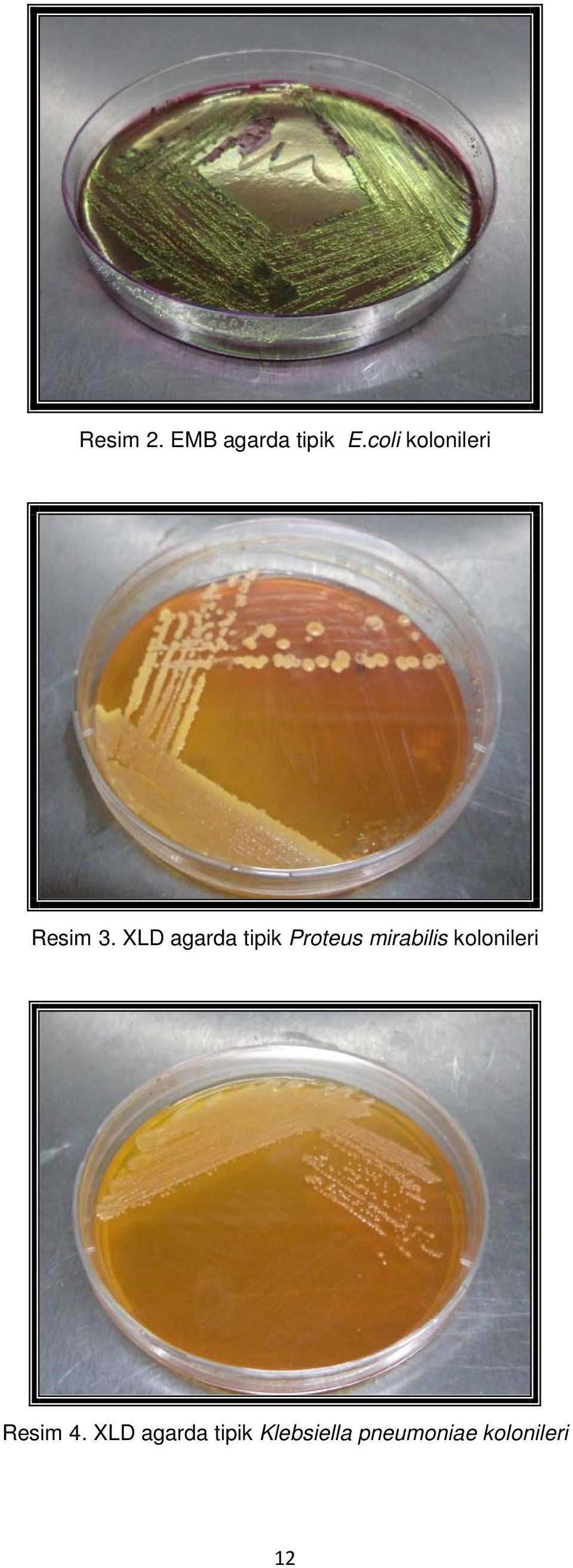 XLD agarda tipik Proteus mirabilis