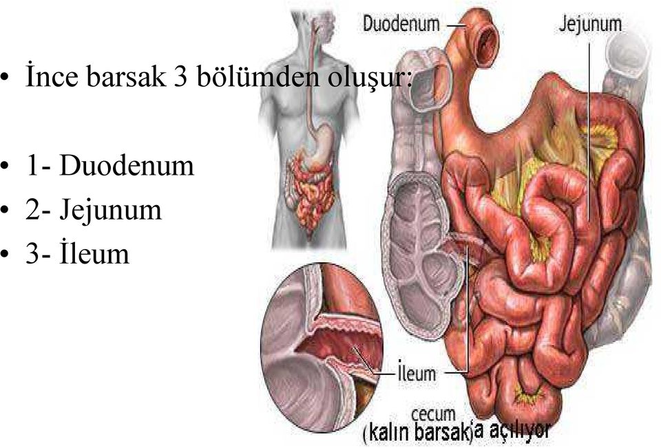 oluşur: 1-