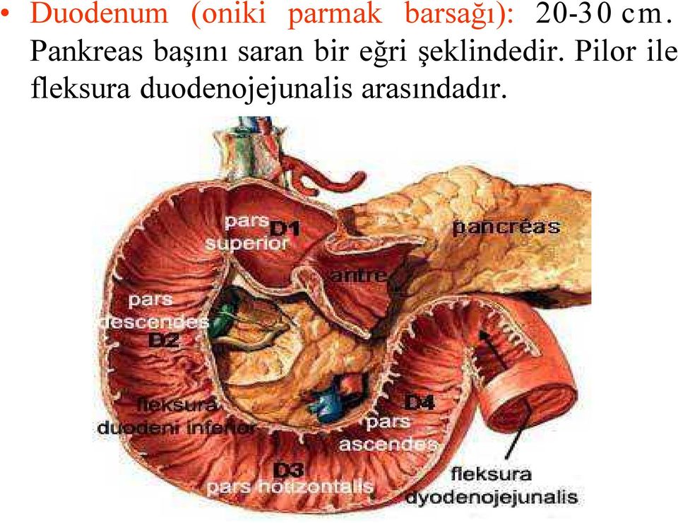 Pankreas başını saran bir eğri