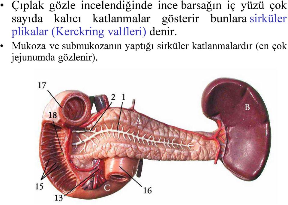 plikalar (Kerckring valfleri) denir.