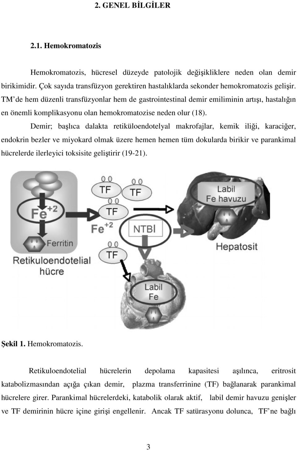 TM de hem düzenli transfüzyonlar hem de gastrointestinal demir emiliminin artışı, hastalığın en önemli komplikasyonu olan hemokromatozise neden olur (18).