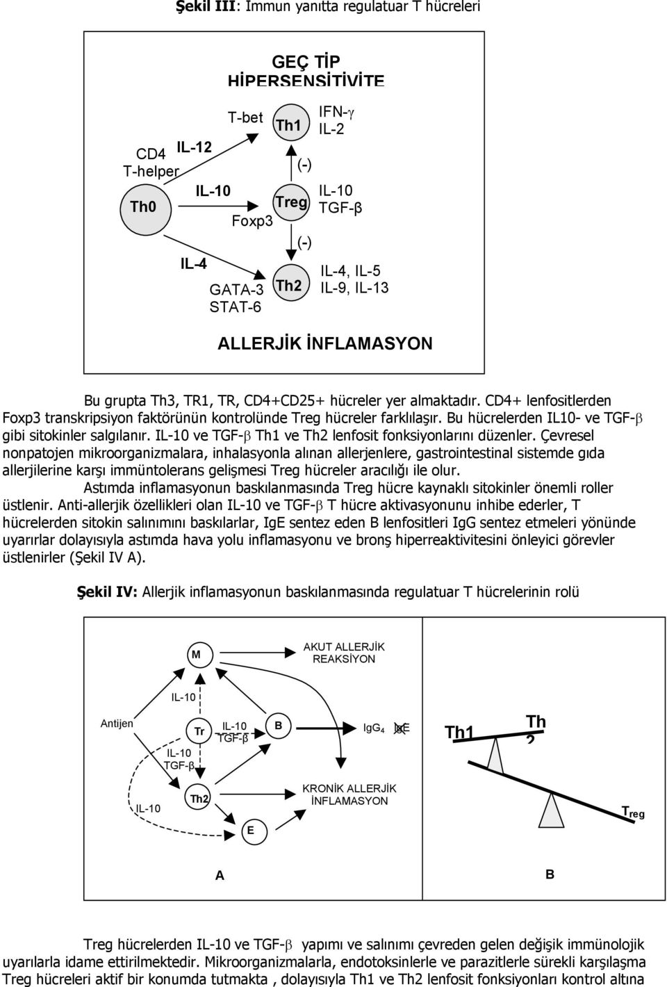 Bu hücrelerden IL10- ve TGF-β gibi sitokinler salgılanır. IL-10 ve TGF-β Th1 ve Th2 lenfosit fonksiyonlarını düzenler.