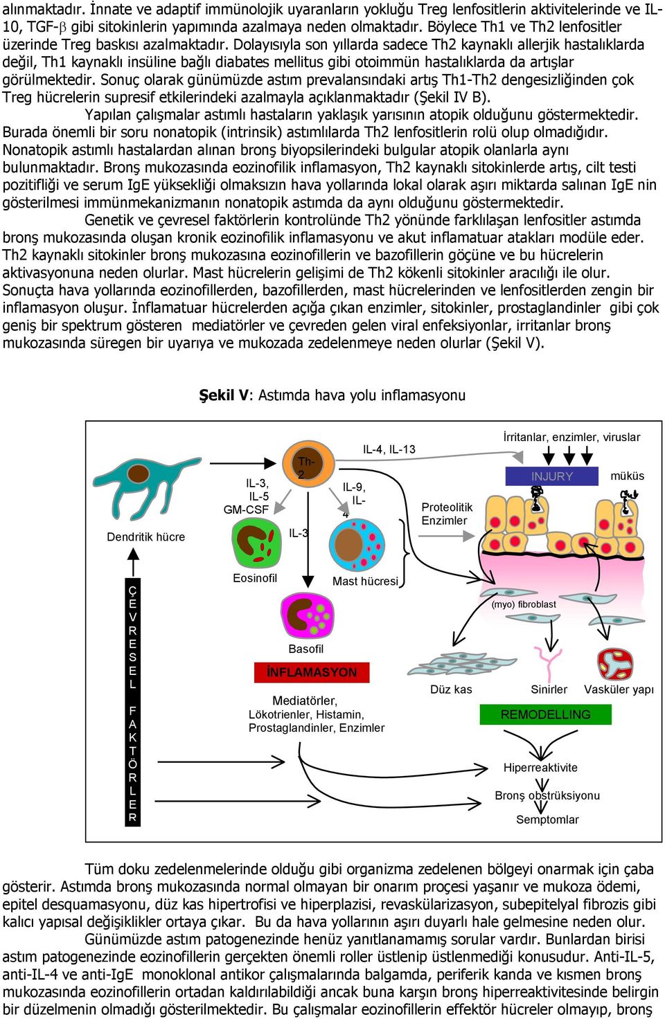 Dolayısıyla son yıllarda sadece Th2 kaynaklı allerjik hastalıklarda değil, Th1 kaynaklı insüline bağlı diabates mellitus gibi otoimmün hastalıklarda da artışlar görülmektedir.