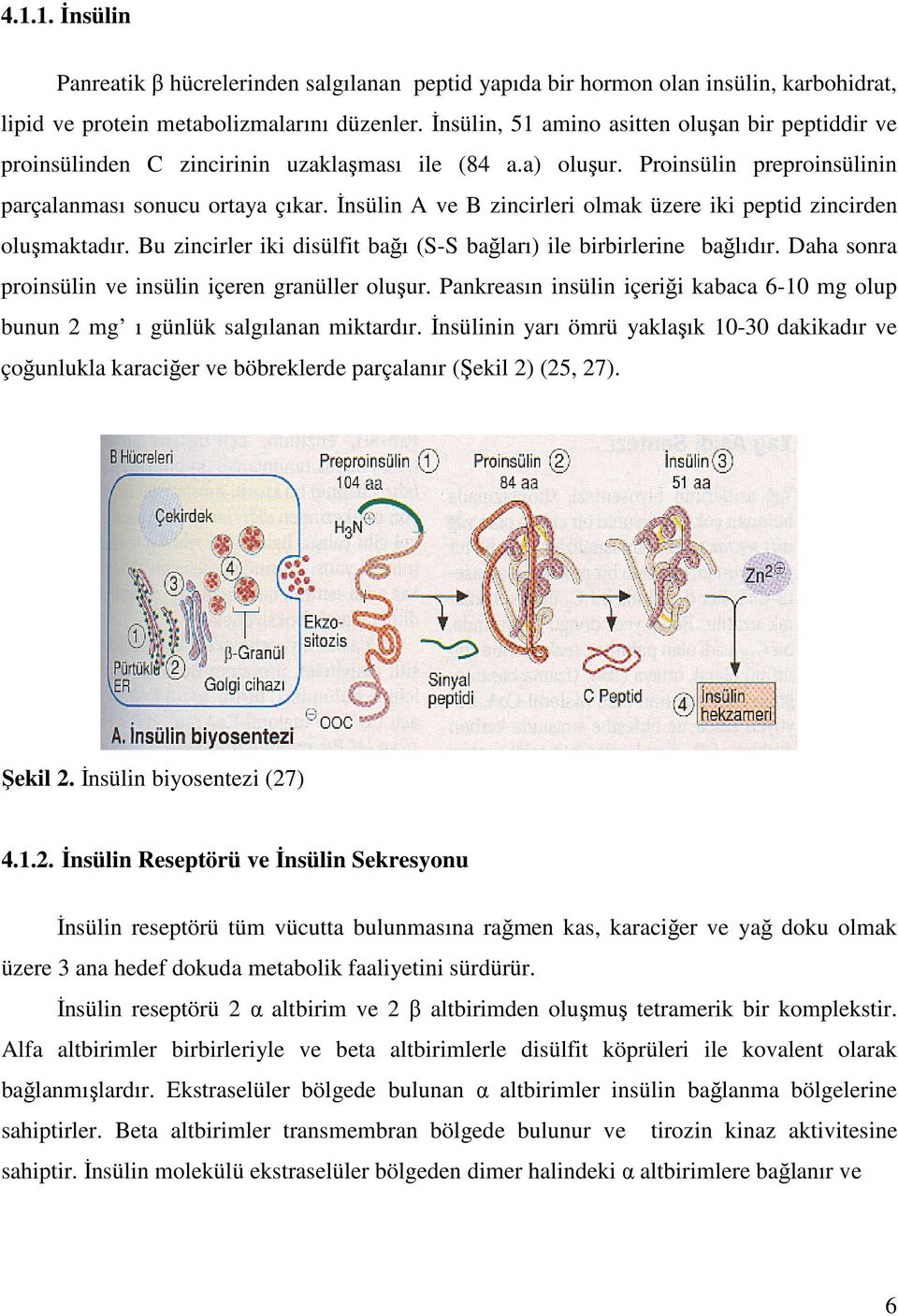 İnsülin A ve B zincirleri olmak üzere iki peptid zincirden oluşmaktadır. Bu zincirler iki disülfit bağı (S-S bağları) ile birbirlerine bağlıdır.