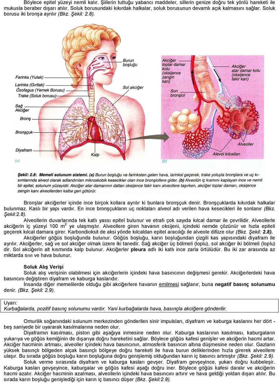 Bronşlar akciğerler içinde ince birçok kollara ayrılır ki bunlara bronşçuk denir. Bronşçuklarda kıkırdak halkalar bulunmaz. Kaslı bir yapı vardır.