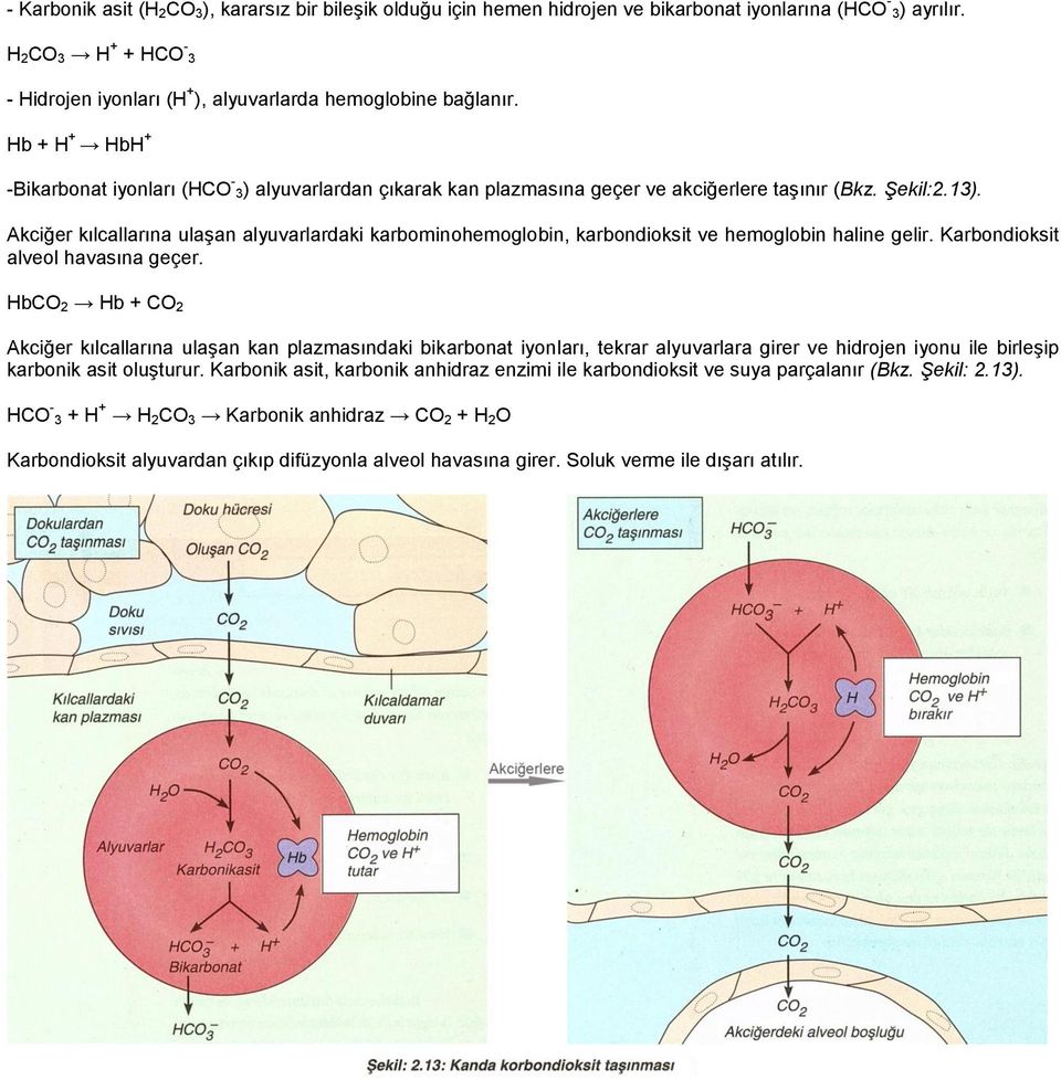 Hb + H + HbH + -Bikarbonat iyonları (HCO - 3) alyuvarlardan çıkarak kan plazmasına geçer ve akciğerlere taşınır (Bkz. Şekil:2.13).