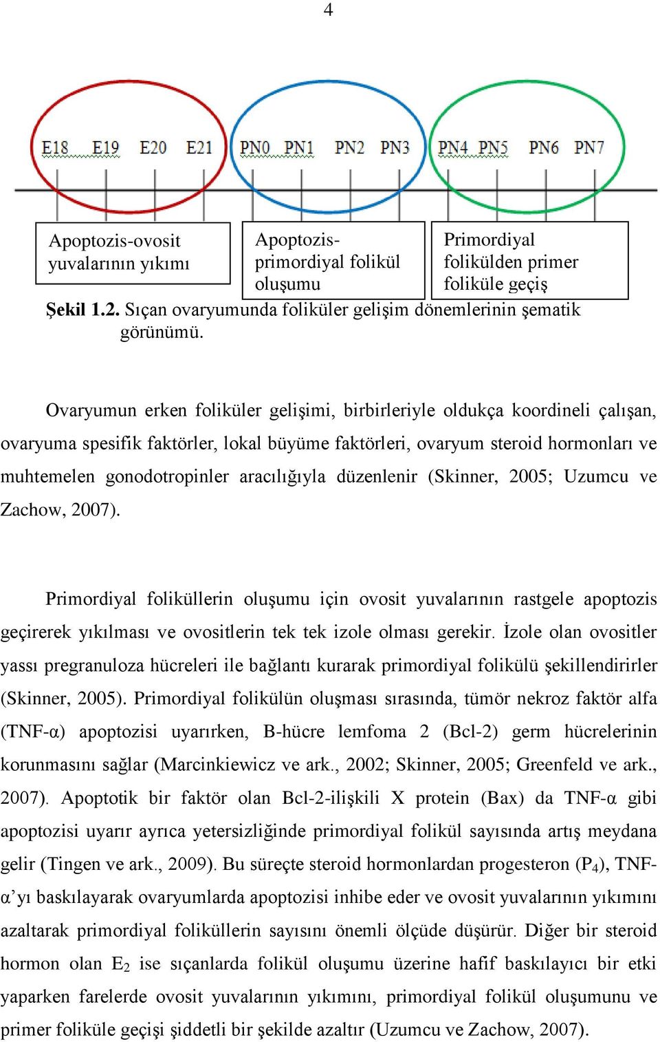 aracılığıyla düzenlenir (Skinner, 2005; Uzumcu ve Zachow, 2007).