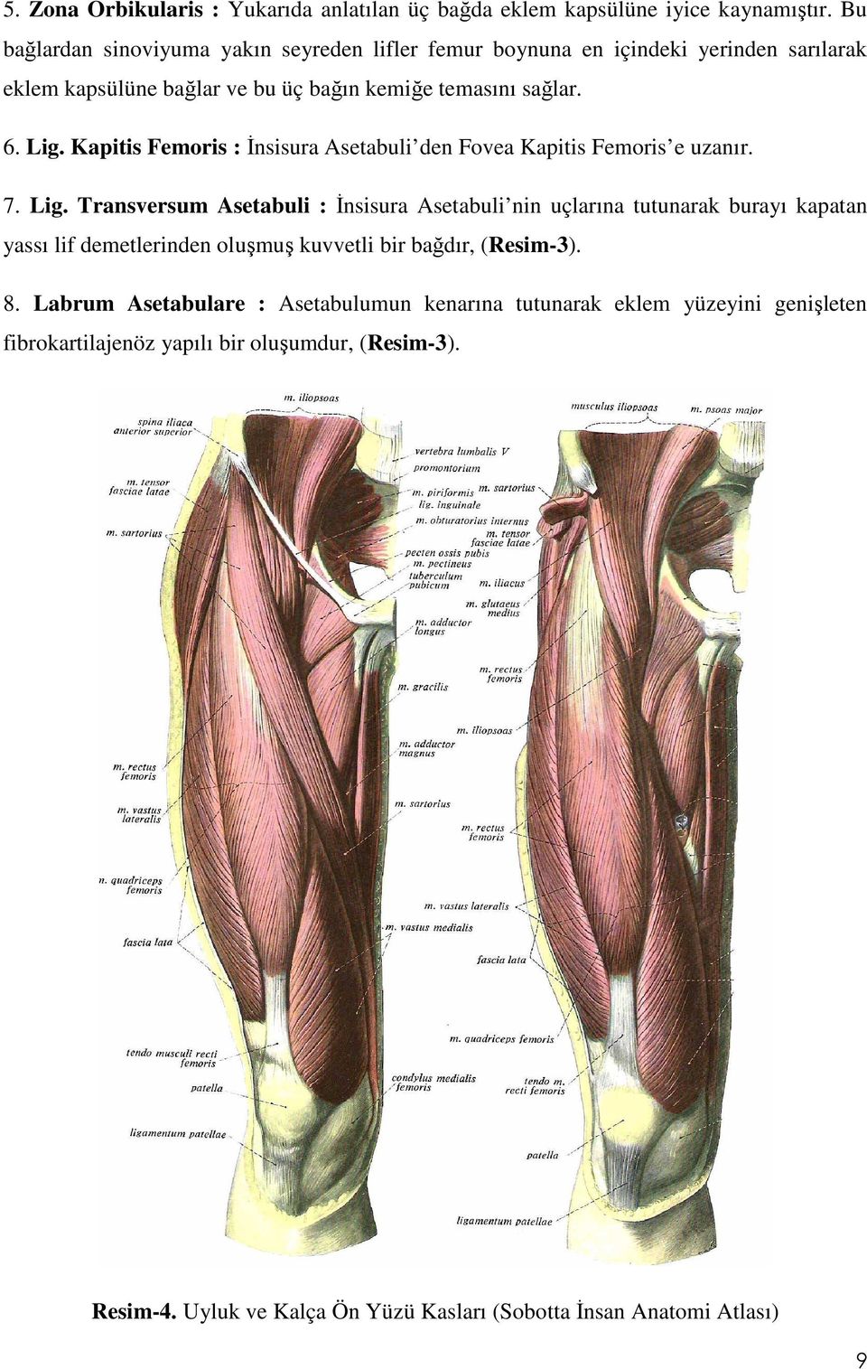 Kapitis Femoris : Đnsisura Asetabuli den Fovea Kapitis Femoris e uzanır. 7. Lig.