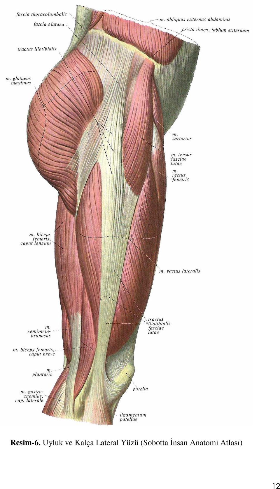 Lateral Yüzü