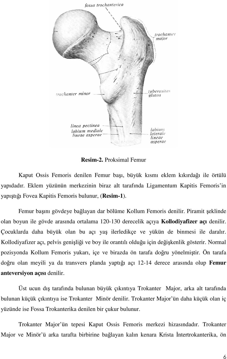 Piramit şeklinde olan boyun ile gövde arasında ortalama 120-130 derecelik açıya Kollodiyafizer açı denilir. Çocuklarda daha büyük olan bu açı yaş ilerledikçe ve yükün de binmesi ile daralır.