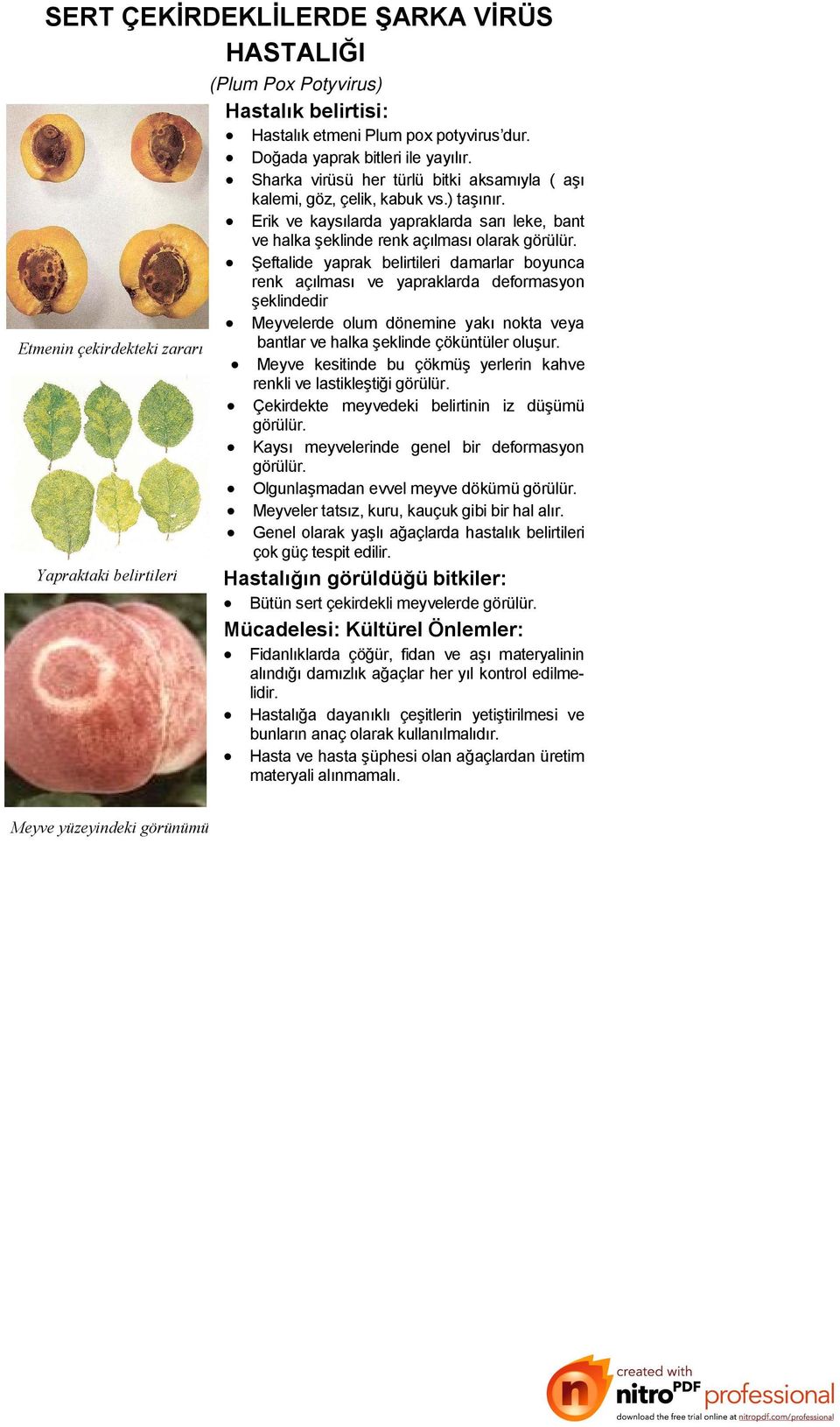 Şeftalide yaprak belirtileri damarlar boyunca renk açılması ve yapraklarda deformasyon şeklindedir Meyvelerde olum dönemine yakı nokta veya Etmenin çekirdekteki zararı bantlar ve halka şeklinde