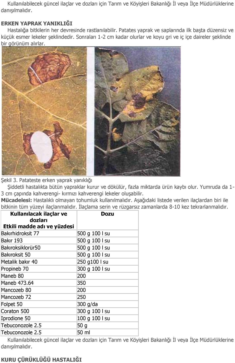 Patateste erken yaprak yanıklığı Şiddetli hastalıkta bütün yapraklar kurur ve dökülür, fazla miktarda ürün kaybı olur. Yumruda da 1-3 cm çapında kahverengi- kırmızı kahverengi lekeler oluşabilir.