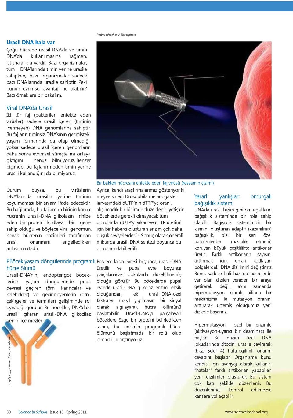 Resim: cdascher / istockphoto Viral DNA da rasil İki tür faj (bakterileri enfekte eden virüsler) sadece urasil içeren (timinin içermeyen) DNA genomlarına sahiptir.