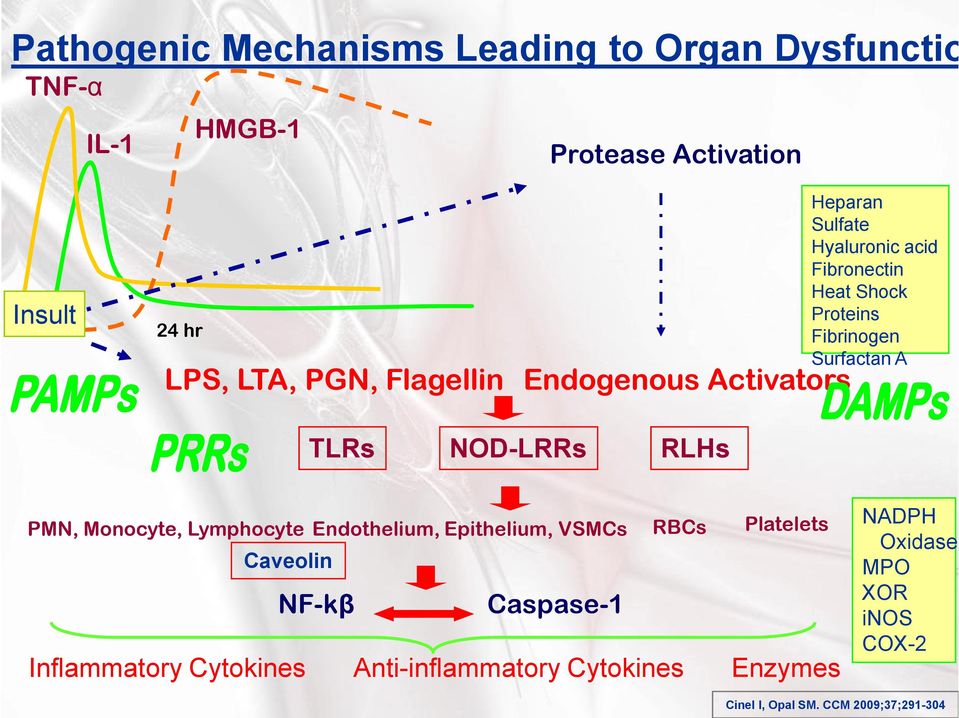 TLRs NOD-LRRs RLHs PMN, Monocyte, Lymphocyte Endothelium, Epithelium, VSMCs RBCs Platelets Caveolin NF-kβ Caspase-1