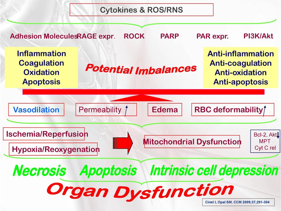 Anti-oxidation Anti-apoptosis Vasodilation Permeability Edema RBC deformability