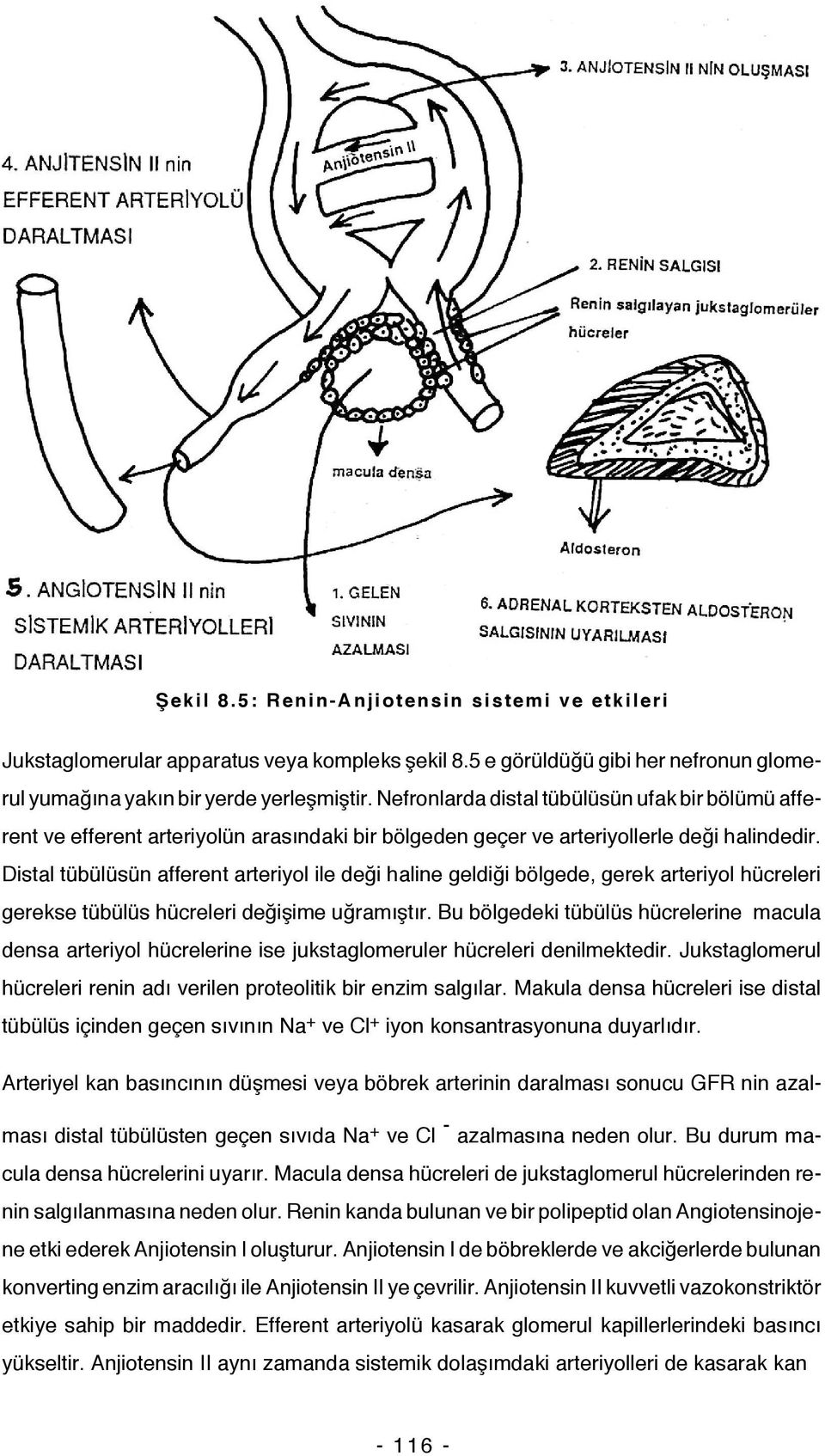 Distal tübülüsün afferent arteriyol ile deği haline geldiği bölgede, gerek arteriyol hücreleri gerekse tübülüs hücreleri değişime uğramıştır.