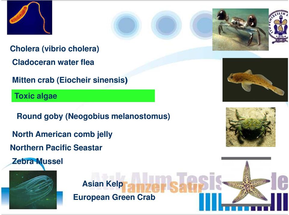 (Neogobius melanostomus) North American comb jelly