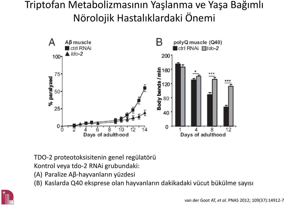 RNAigrubundaki: (A) Paralize Aβ hayvanların yüzdesi (B) Kaslarda Q40 eksprese