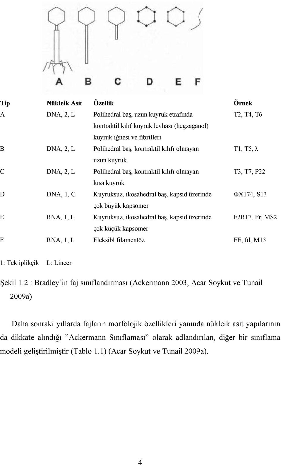 büyük kapsomer E RNA, 1, L Kuyruksuz, ikosahedral baş, kapsid üzerinde F2R17, Fr, MS2 çok küçük kapsomer F RNA, 1, L Fleksibl filamentöz FE, fd, M13 1: Tek iplikçik L: Lineer Şekil 1.