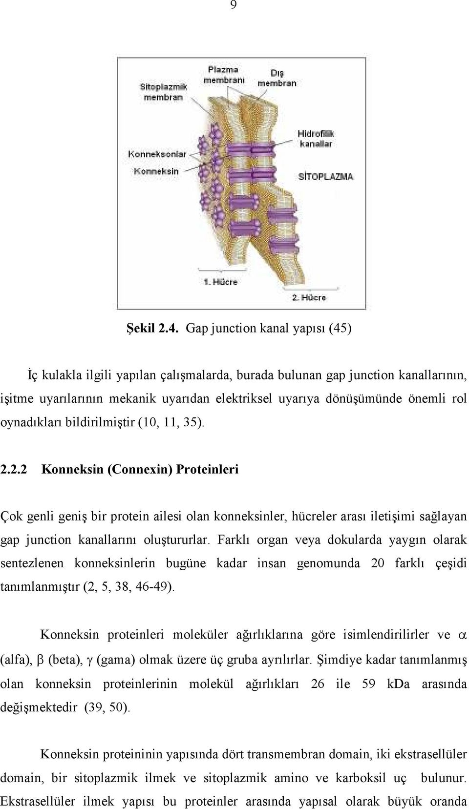 oynadıkları bildirilmiştir (10, 11, 35). 2.