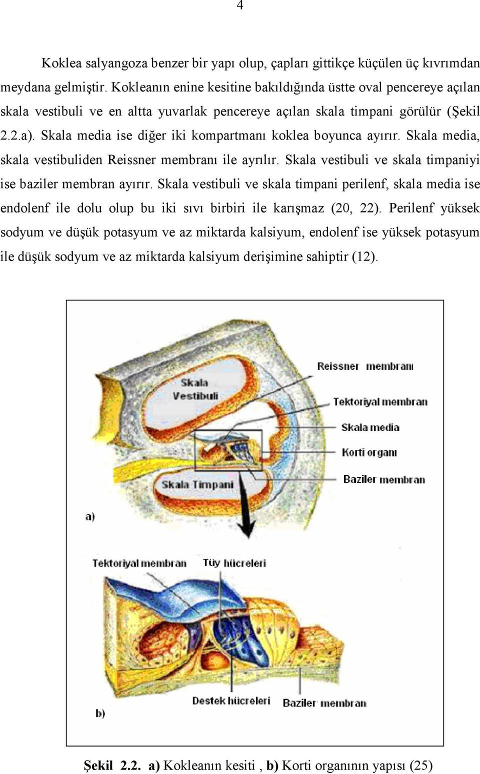 Skala media ise diğer iki kompartmanı koklea boyunca ayırır. Skala media, skala vestibuliden Reissner membranı ile ayrılır. Skala vestibuli ve skala timpaniyi ise baziler membran ayırır.