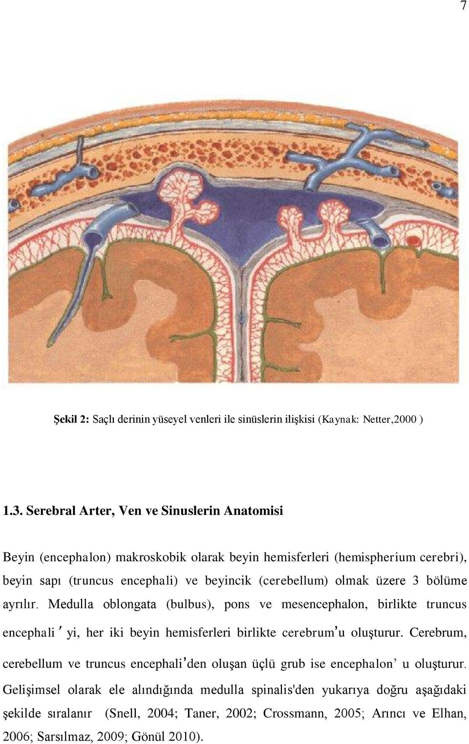 olmak üzere 3 bölüme ayrılır. Medulla oblongata (bulbus), pons ve mesencephalon, birlikte truncus encephali yi, her iki beyin hemisferleri birlikte cerebrum u oluģturur.