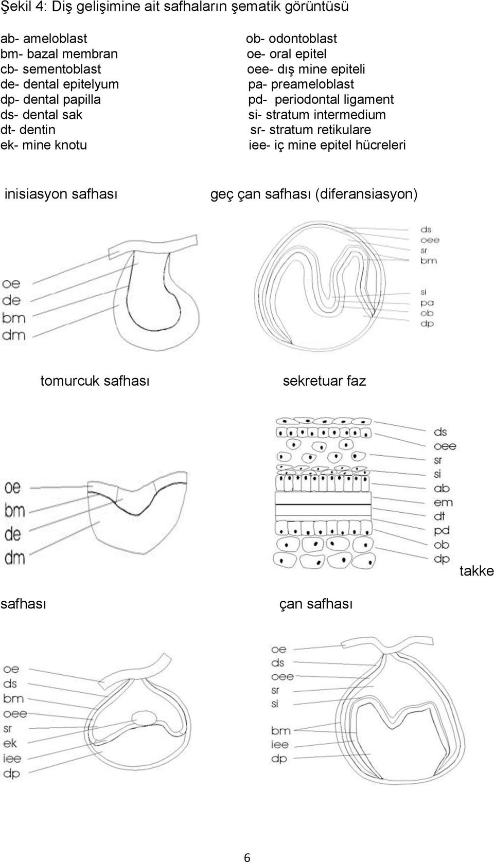 epiteli pa- preameloblast pd- periodontal ligament si- stratum intermedium sr- stratum retikulare iee- iç mine epitel