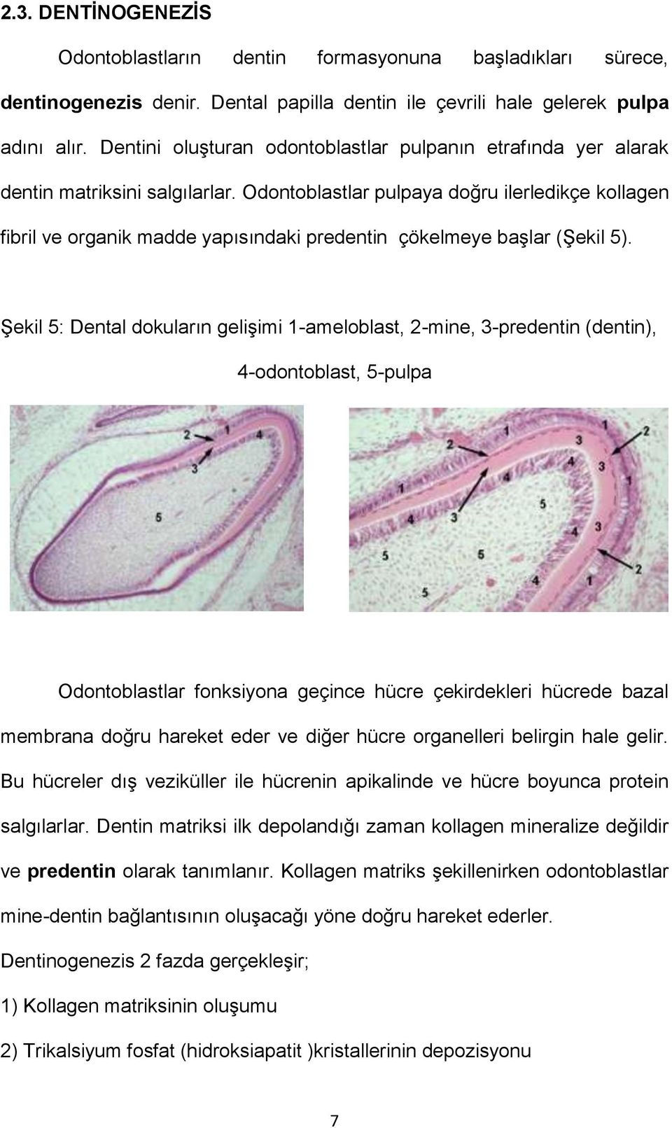 Odontoblastlar pulpaya doğru ilerledikçe kollagen fibril ve organik madde yapısındaki predentin çökelmeye başlar (Şekil 5).