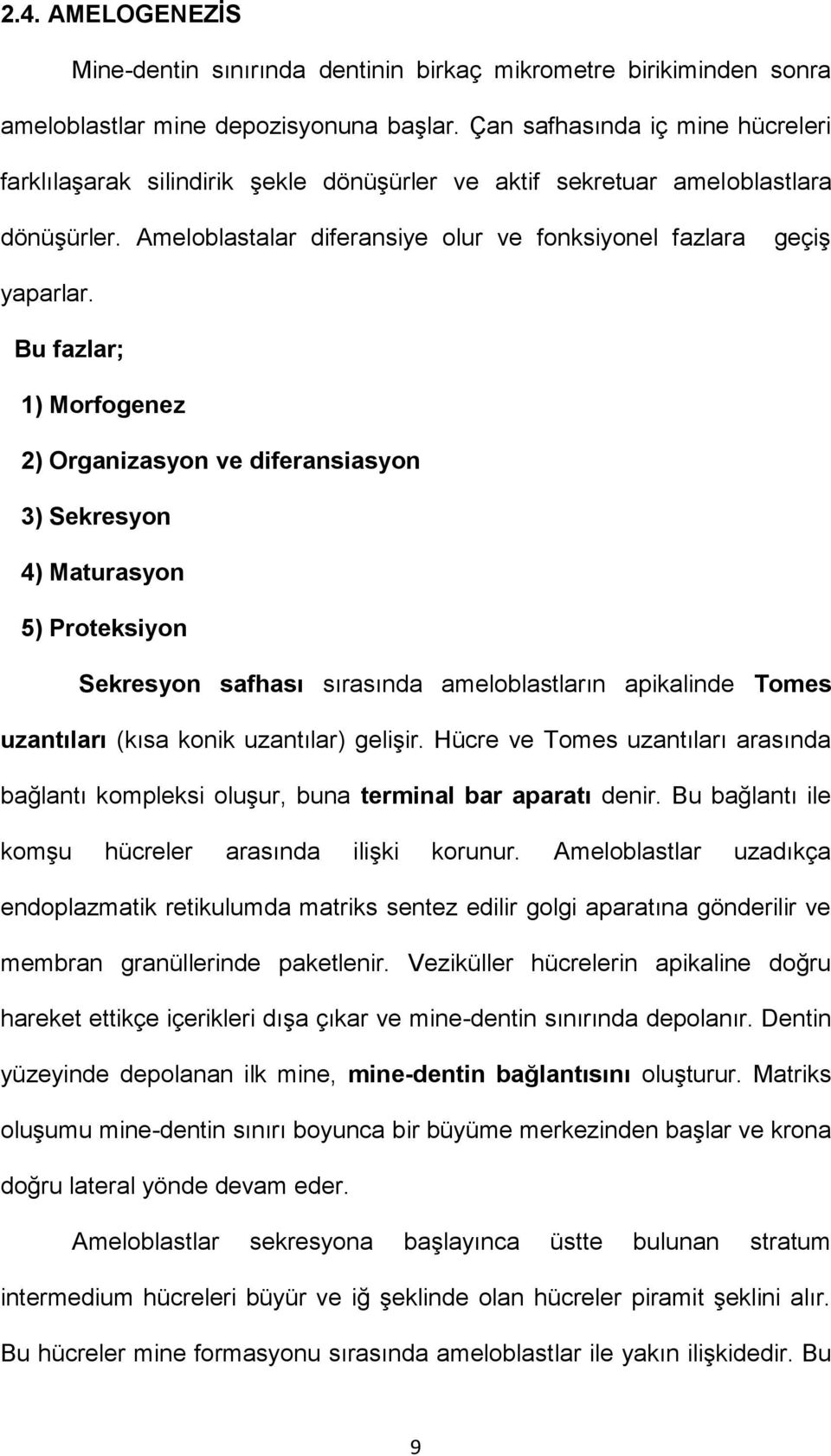 Bu fazlar; 1) Morfogenez 2) Organizasyon ve diferansiasyon 3) Sekresyon 4) Maturasyon 5) Proteksiyon Sekresyon safhası sırasında ameloblastların apikalinde Tomes uzantıları (kısa konik uzantılar)