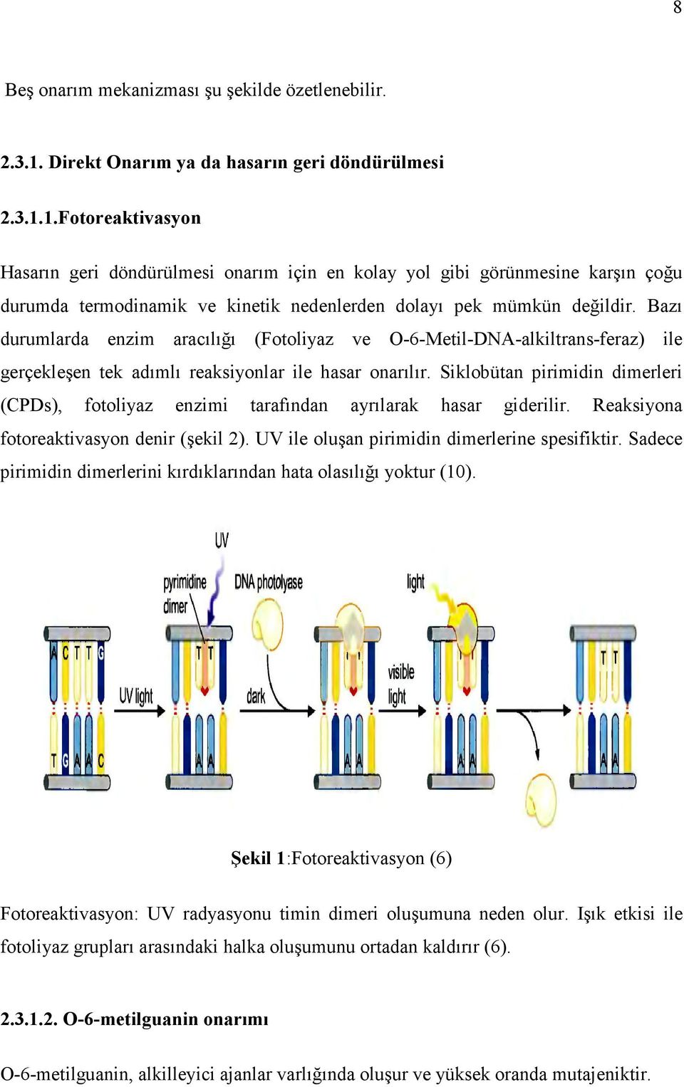 1.Fotoreaktivasyon Hasarın geri döndürülmesi onarım için en kolay yol gibi görünmesine karşın çoğu durumda termodinamik ve kinetik nedenlerden dolayı pek mümkün değildir.