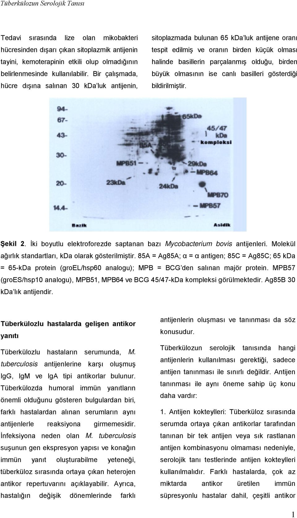 büyük olmasının ise canlı basilleri gösterdiği bildirilmiştir. Şekil 2. İki boyutlu elektroforezde saptanan bazı Mycobacterium bovis antijenleri.