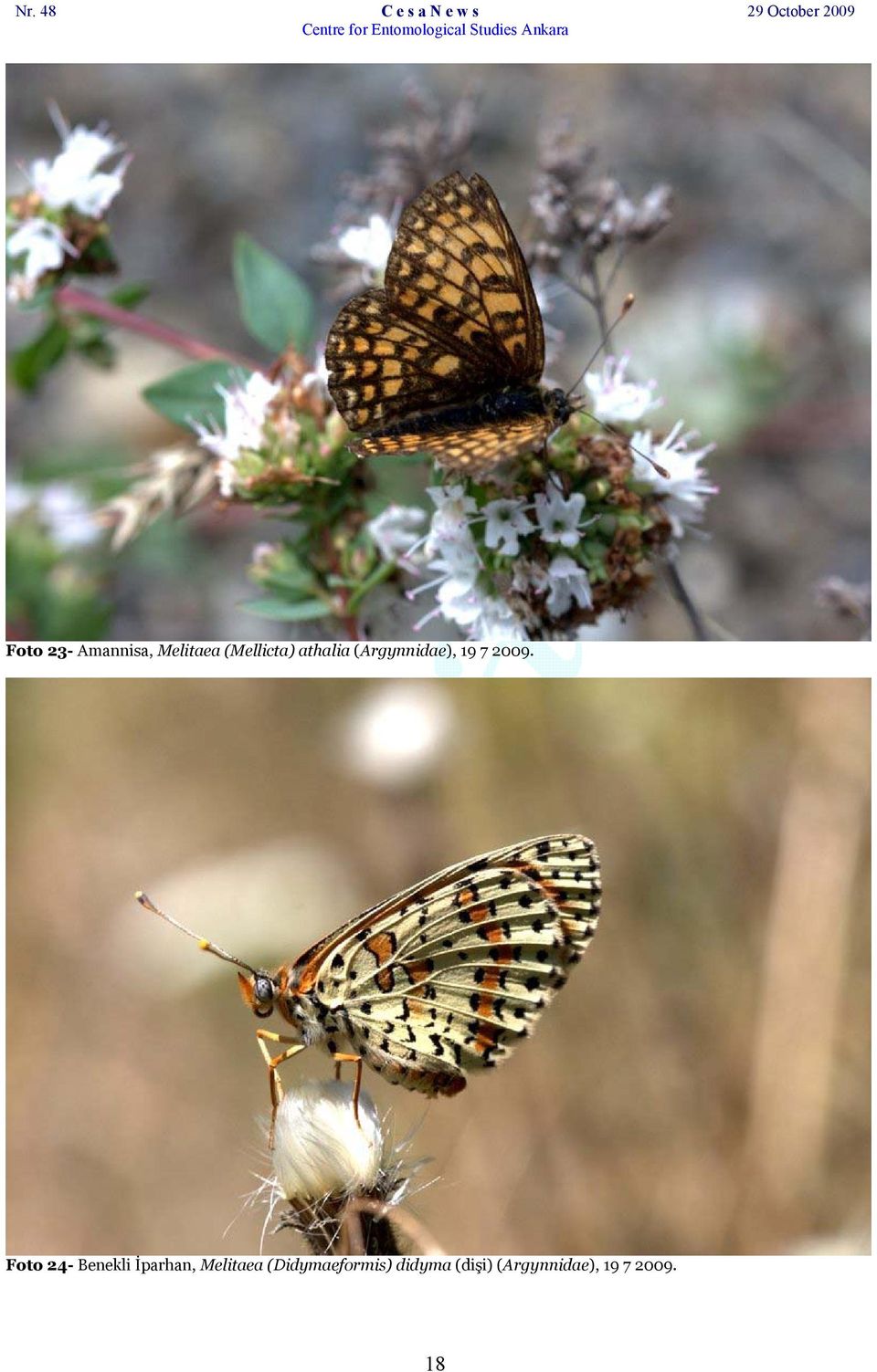 Foto 24- Benekli İparhan, Melitaea