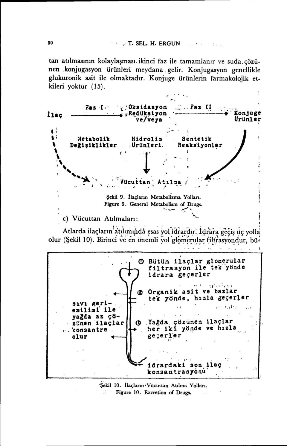 . t l \ Sentetik Reakdyonl~r t "VUcu han', A 4;,ıl!ıa "..1 ~ - - Şekil 9. İlaçların Metaboıizma YoJiarl. Figure 9. General Metabolism of Drugs. '-- ::::r '... i c) Vücuttan Atılmaları:.