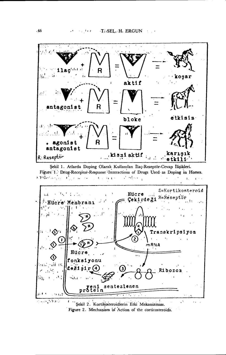 ' '.., o. Çek~.rde~l R=~~septo~oı~.', i ~t \ ~., ::"l"o::,~~!j ~ ~ )3).!( I. '. ~.. Hücre tchlkslyonu '".l\",cl8p.1şı:r@ 0'0) 0" o " '.